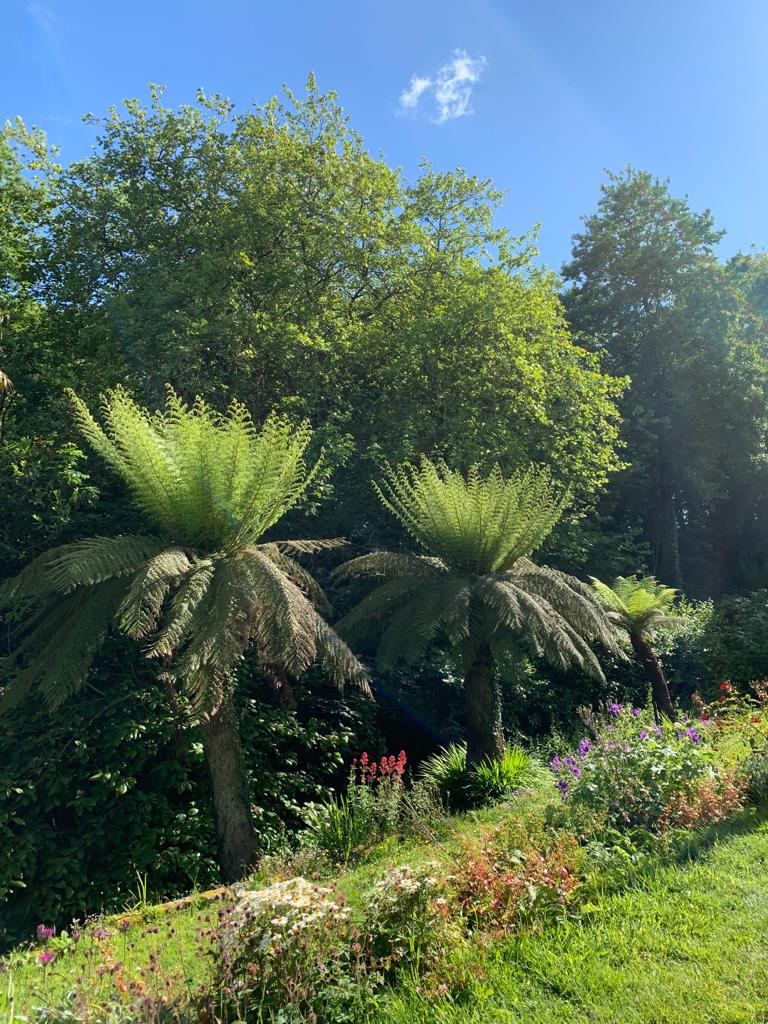 Plants of Cornwall