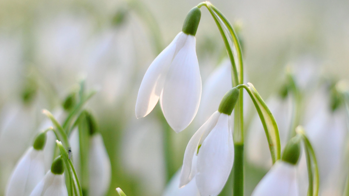 Plants of Cornwall