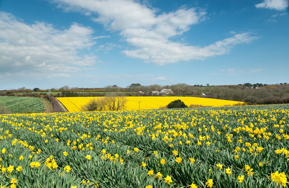 Plants of Cornwall