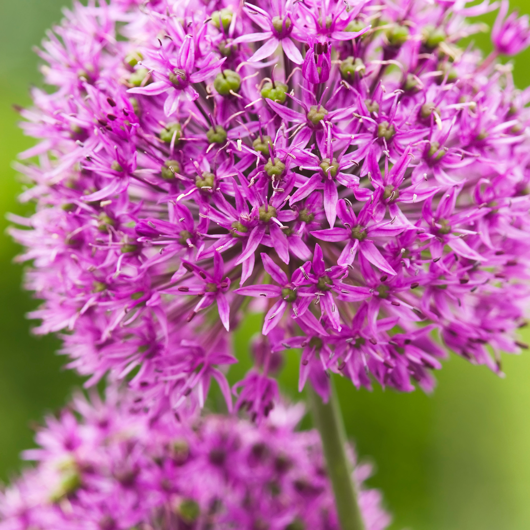 
                  
                    Allium 'Purple Sensation'
                  
                