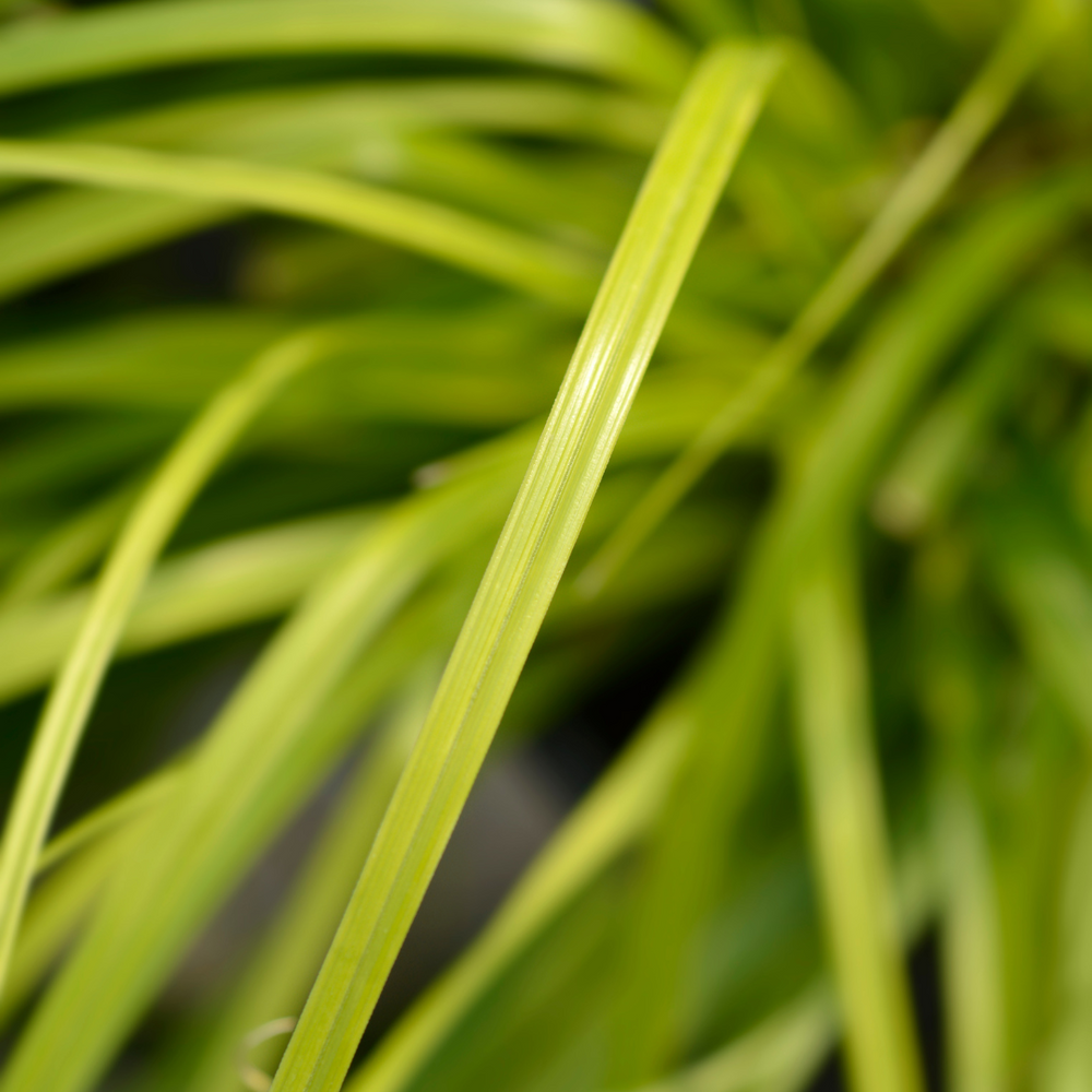 
                  
                    Carex 'Everillo'
                  
                