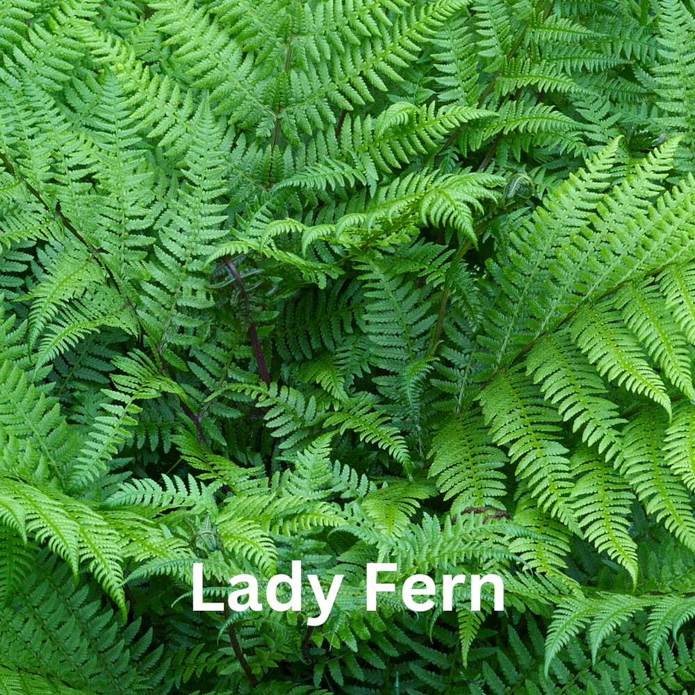 
                  
                    Fern Collection
                  
                