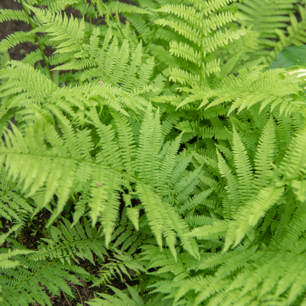 Fern Collection – Plants of Cornwall