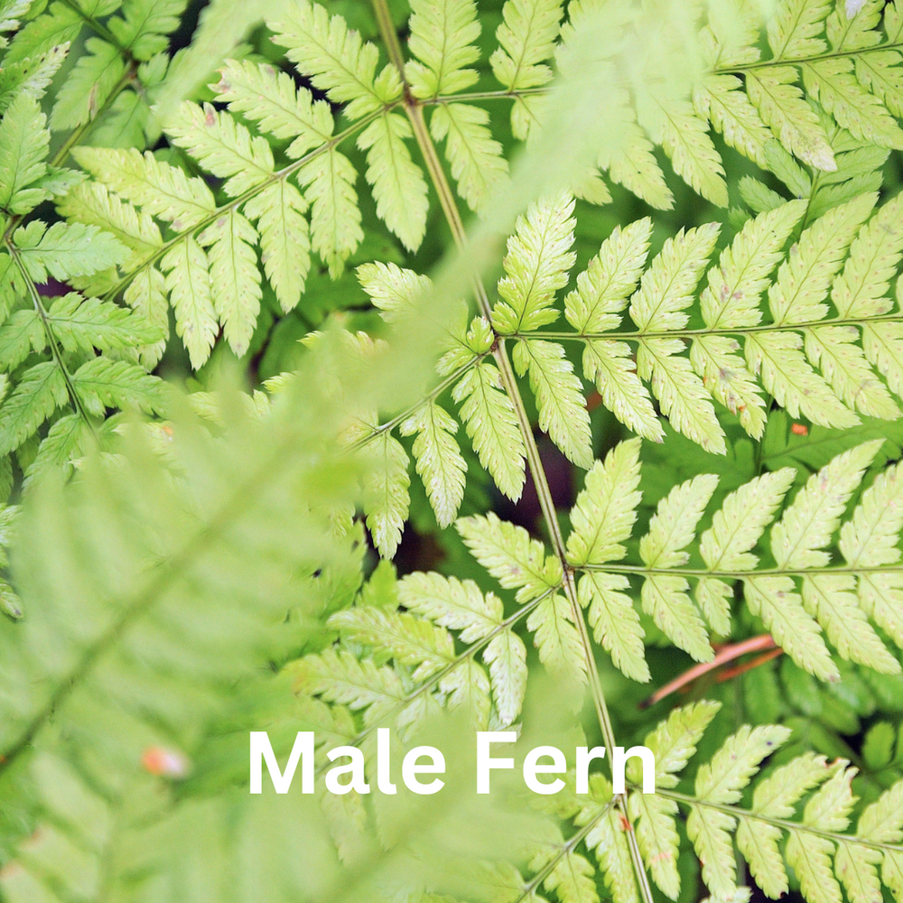 
                  
                    Fern Collection
                  
                