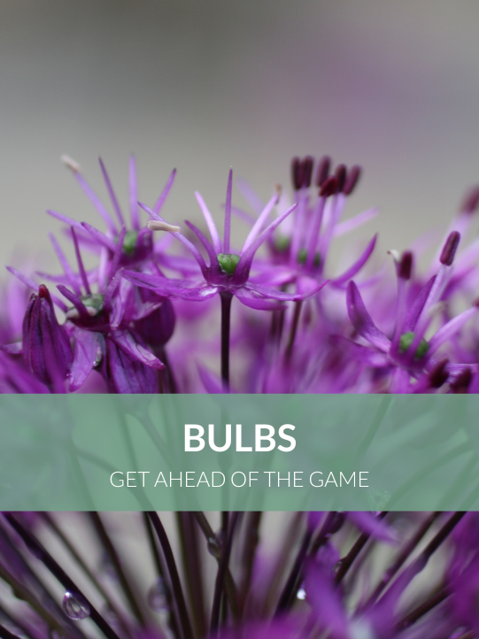 Bulbs