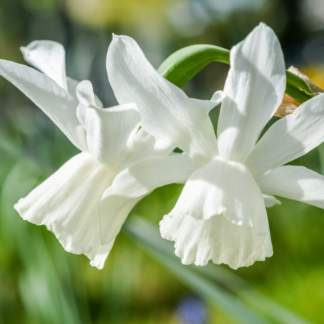 
                  
                    Narcissus Mount Hood
                  
                