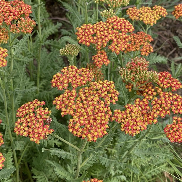 Plants of Cornwall