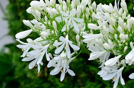 Plants of Cornwall