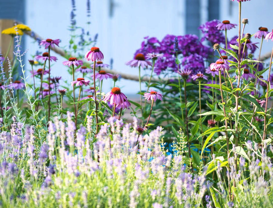 Plants of Cornwall