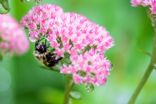 Plants of Cornwall