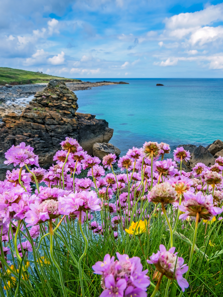 Plants of Cornwall