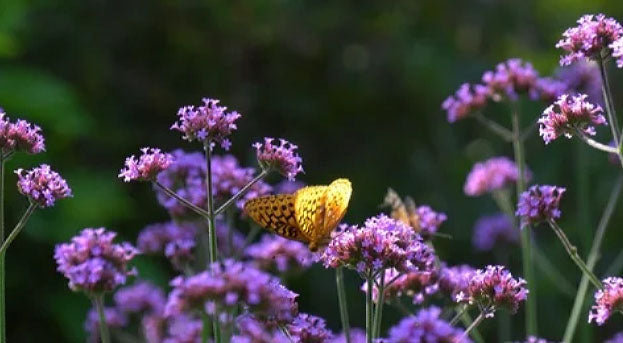 Plants of Cornwall