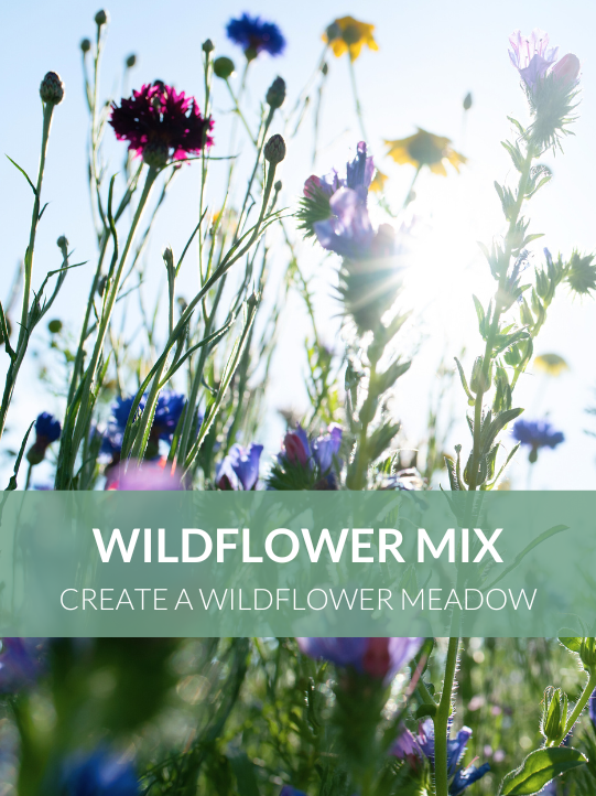 Wildflower Seed Mix