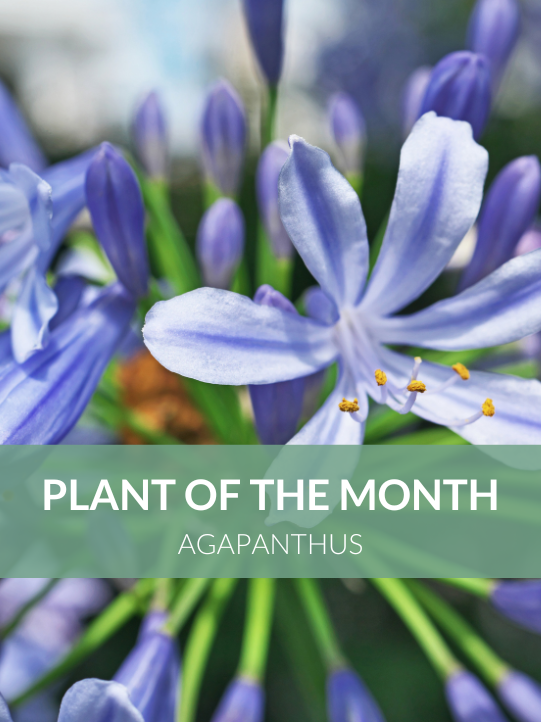 Plant of the Month