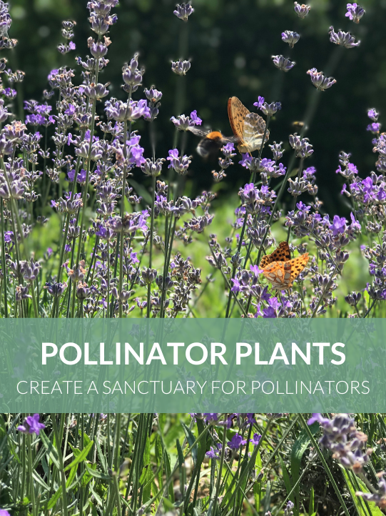 Pollinator Plants