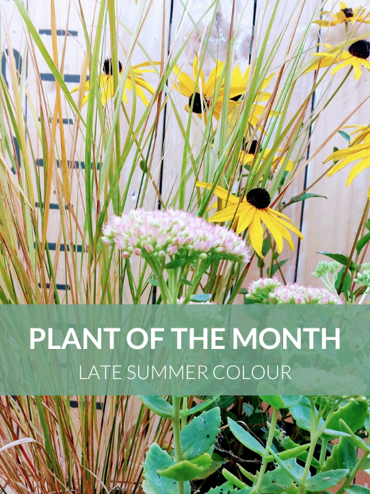 Plant of the Month