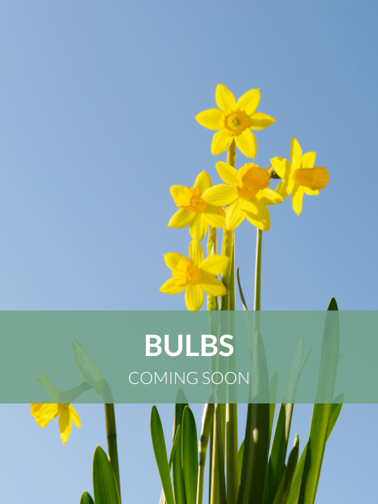 Bulbs