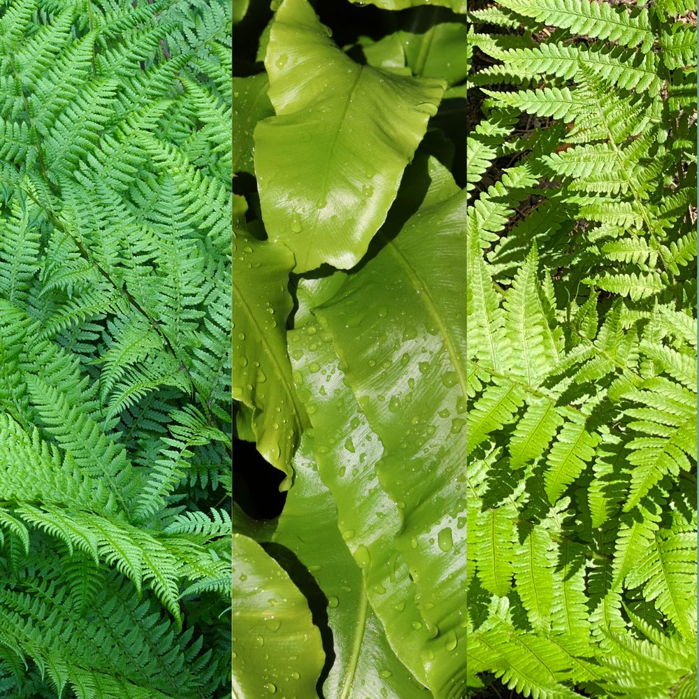 Fern Collection