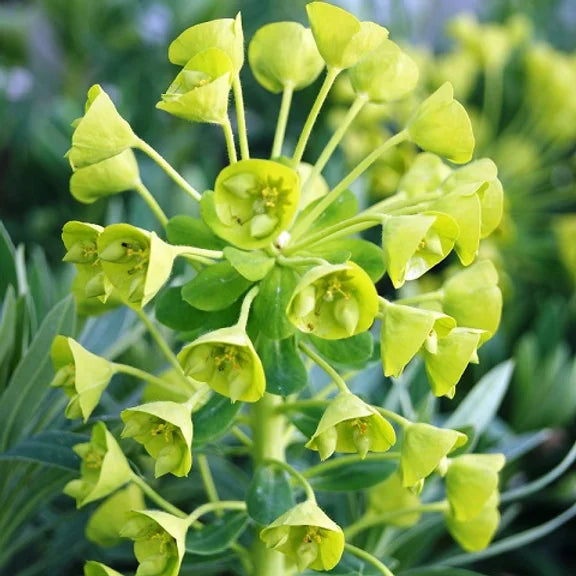 
                  
                    Euphorbia Wulfenii (SPURGE)
                  
                