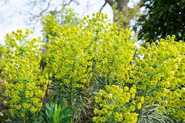 
                  
                    Euphorbia Wulfenii (SPURGE)
                  
                