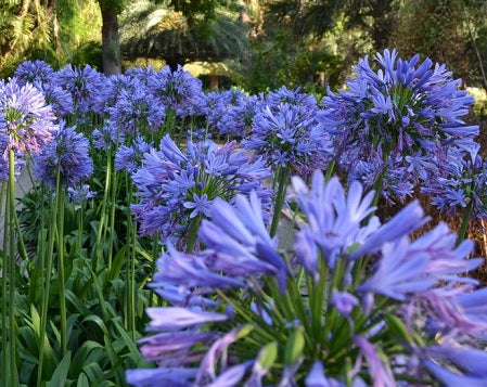 
                  
                    Agapanthus Africanus 'African Lily'
                  
                