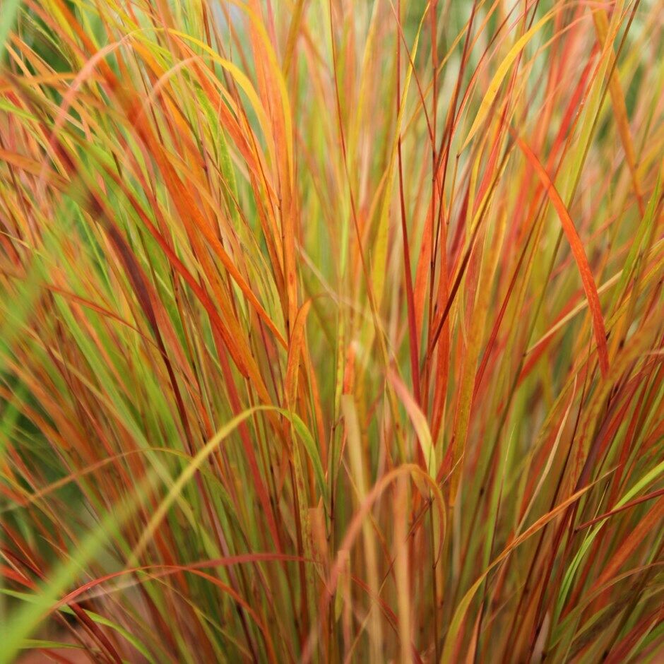 
                  
                    Anemanthele Lessoniana 'Pheasant's Tail Grass'
                  
                