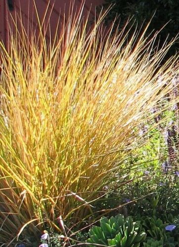 
                  
                    Anemanthele Lessoniana 'Pheasant's Tail Grass'
                  
                