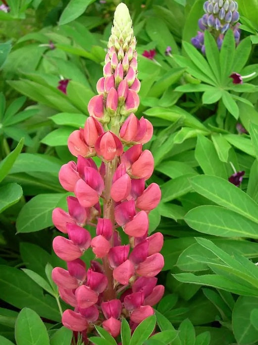 
                  
                    Lupinus 'Gallery Red'
                  
                