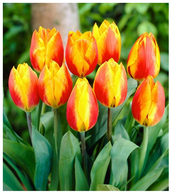 
                  
                    Flair Tulips
                  
                