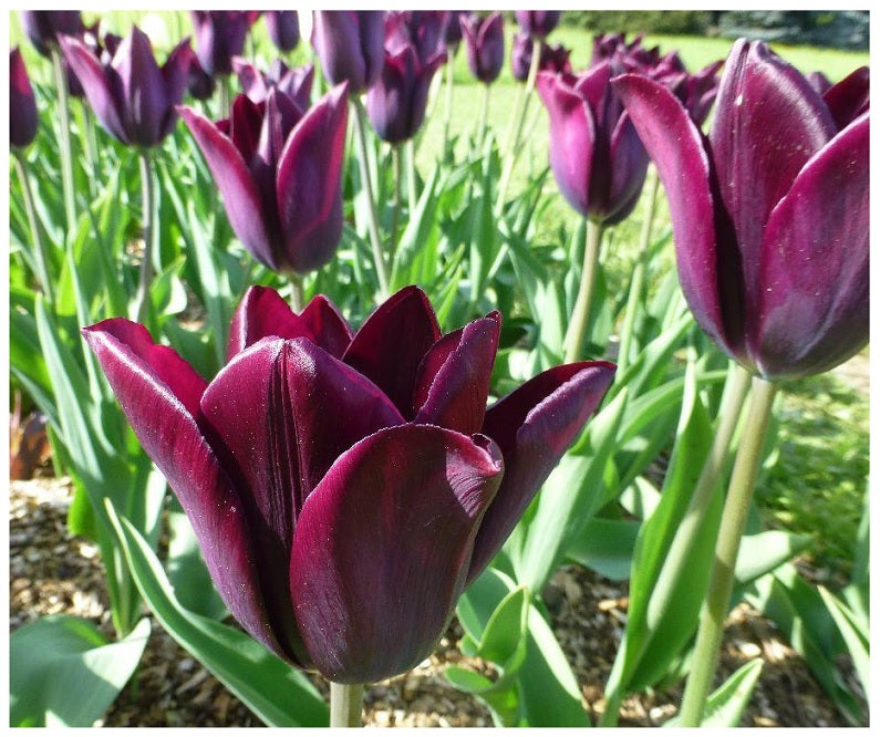
                  
                    Havran Tulips
                  
                